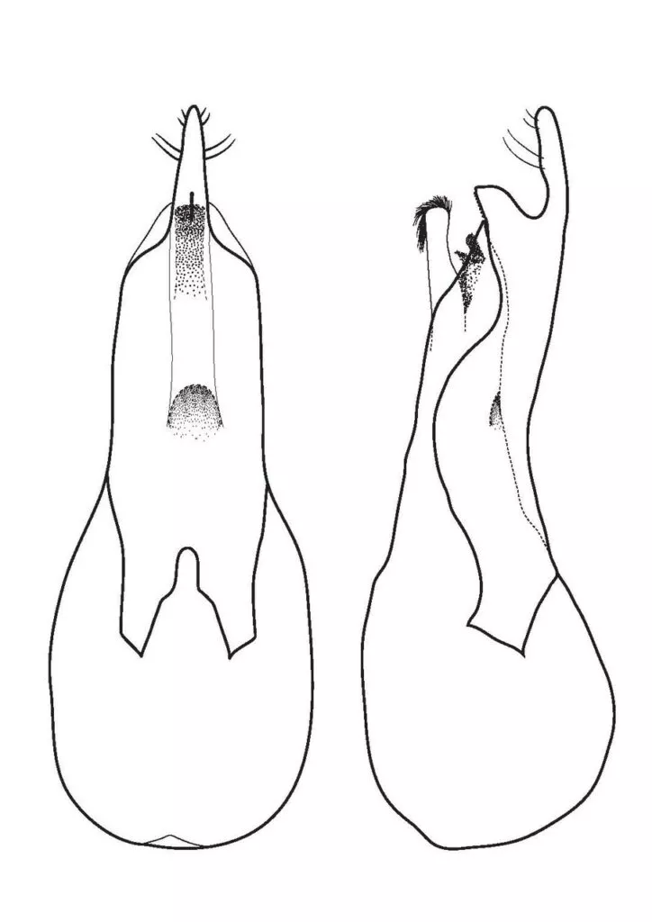Stregtegning af Loncovilius carlsbergis penis, der ligner en oplukker.