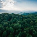 Grøn skov fotograferet oppefra