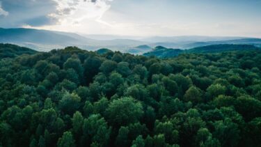 Grøn skov fotograferet oppefra