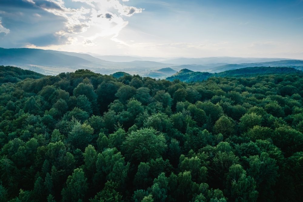 Grøn skov fotograferet oppefra