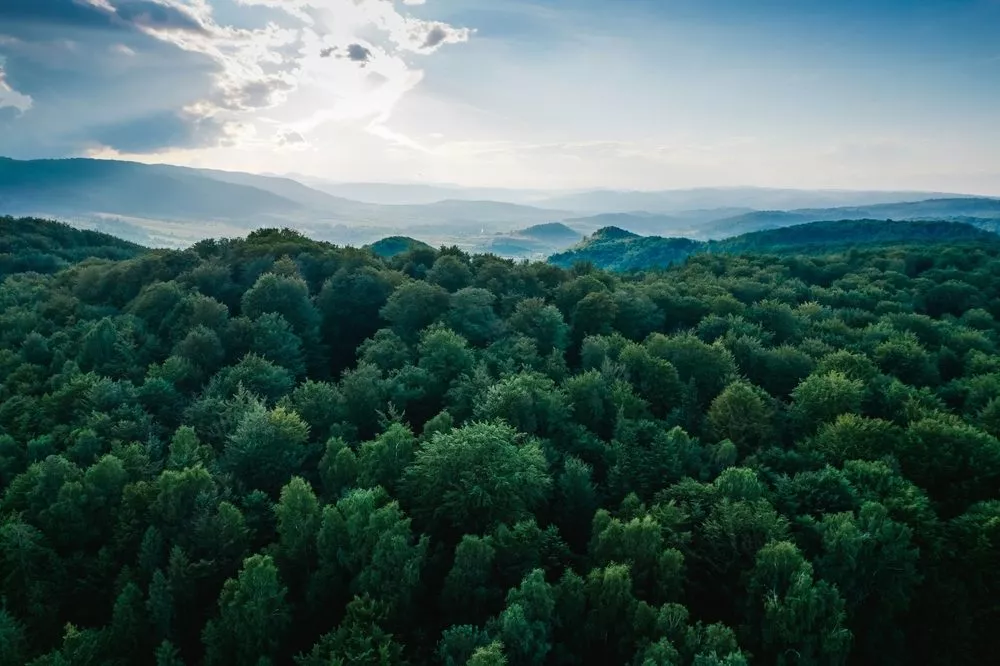 Grøn skov fotograferet oppefra