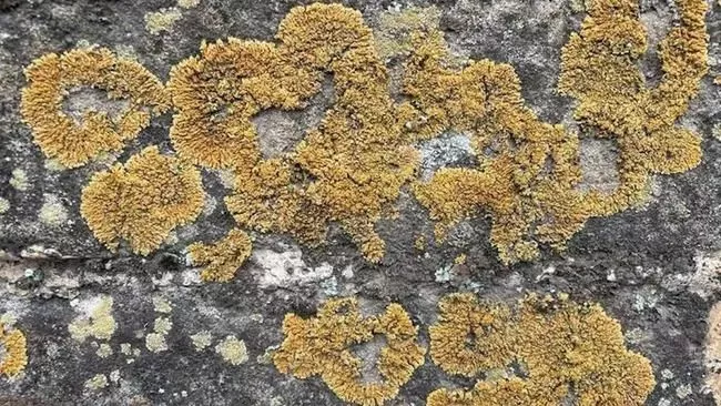 Organisk materiale på den kinesiske mur