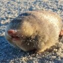 De Winton's golden mole
