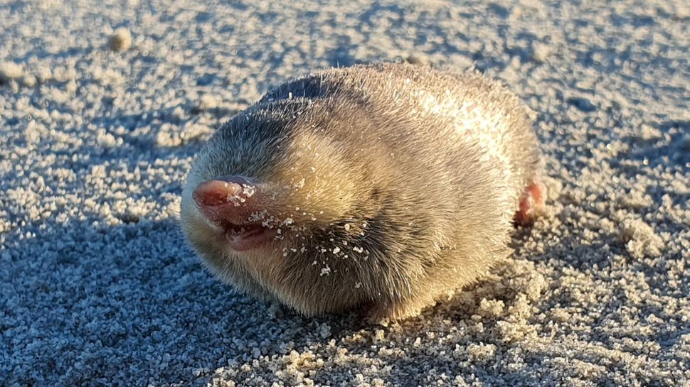 De Winton's golden mole