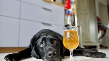 Hund ligger på gulvet ved siden af øl