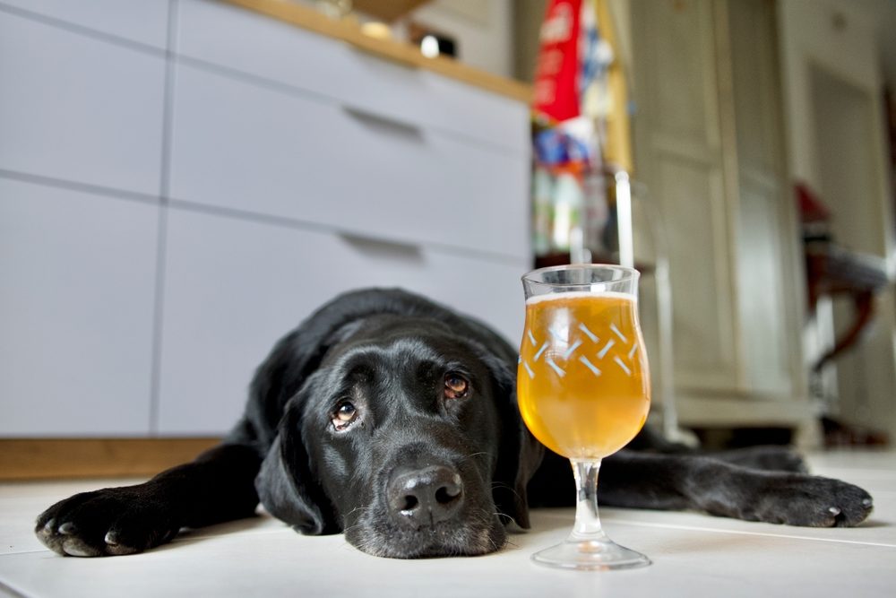 Hund ligger på gulvet ved siden af øl