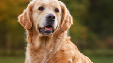 Et nørbillede af en golden retriever