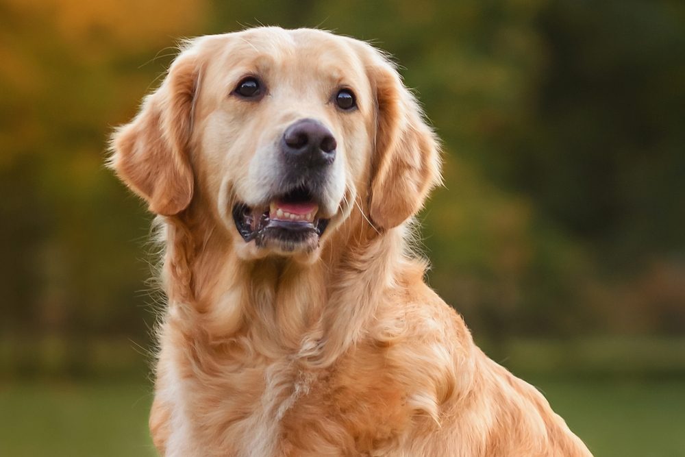 Et nørbillede af en golden retriever