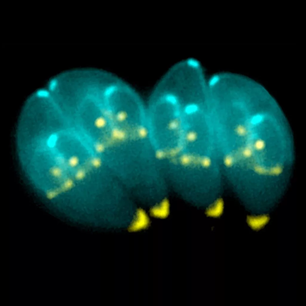 Toxoplasma gondii parasit i teleskop