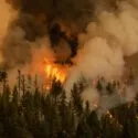 Skov i brand