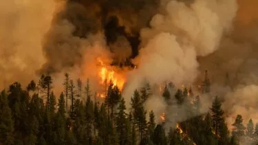 Skov i brand