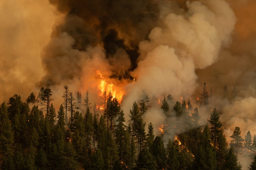 Skov i brand