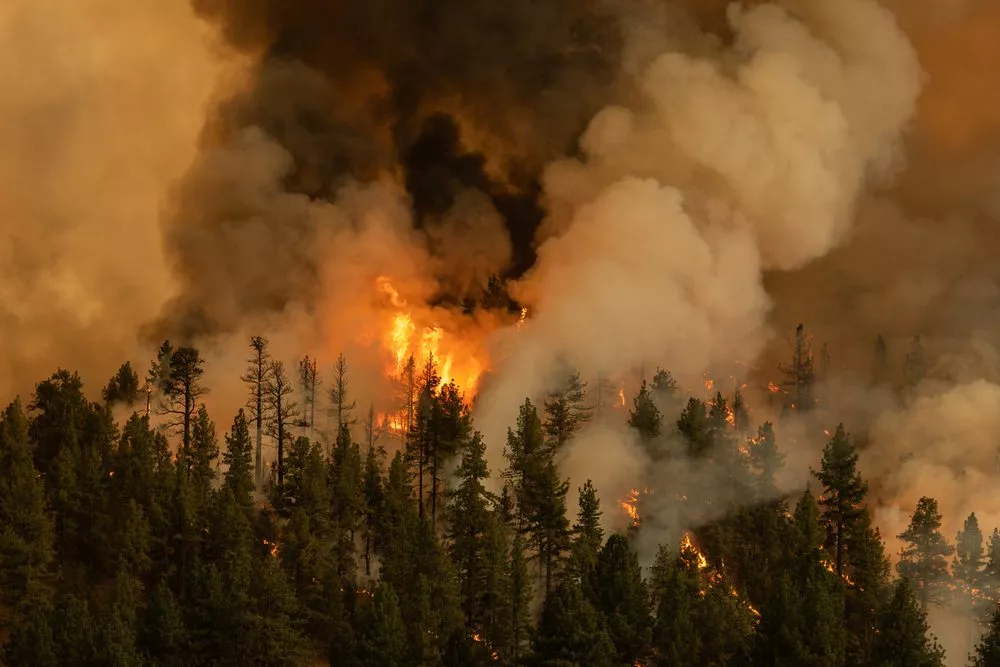 Skov i brand