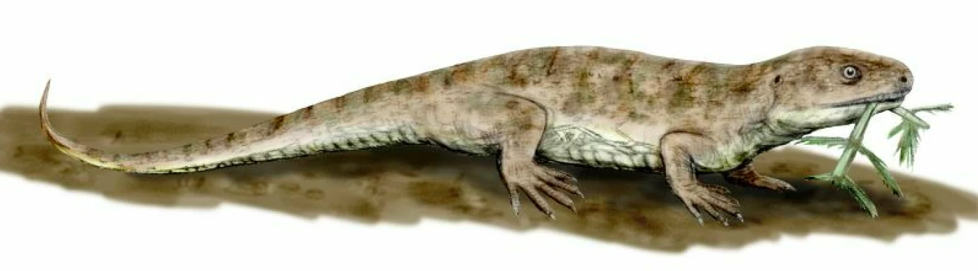 Captorhinus