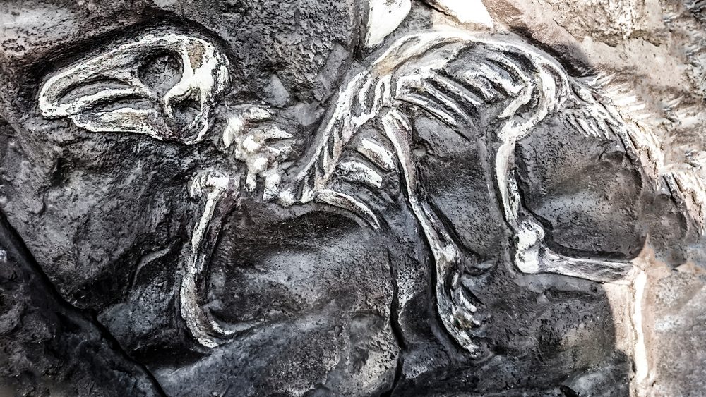 caudipteryx-dinosaur-fossil