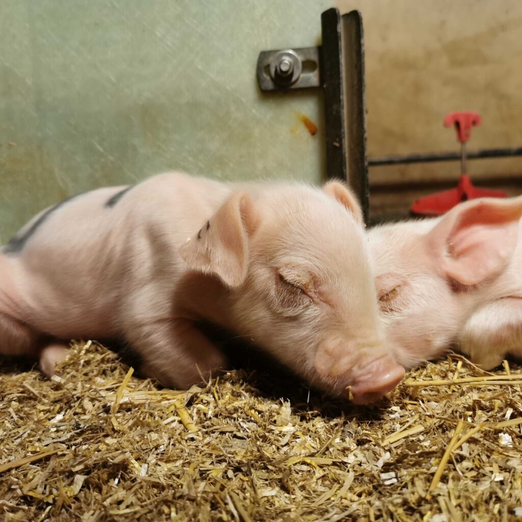 hanpattegrise sover i hø