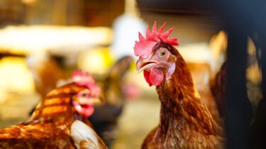Høne gokker i hønsefarm