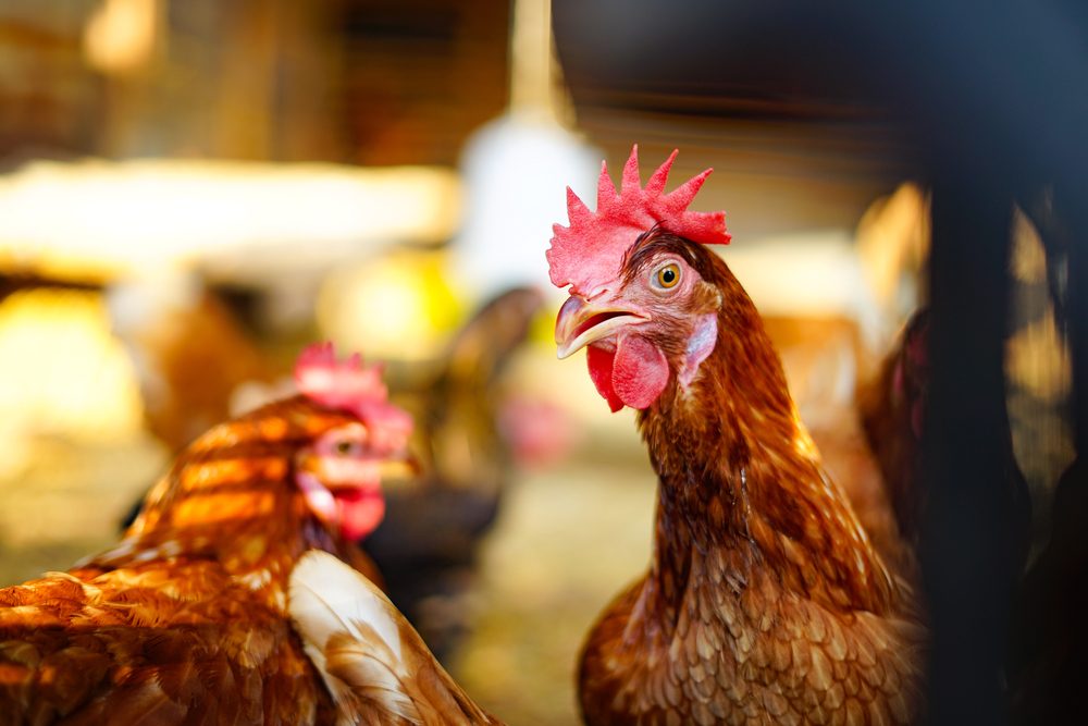 Høne gokker i hønsefarm