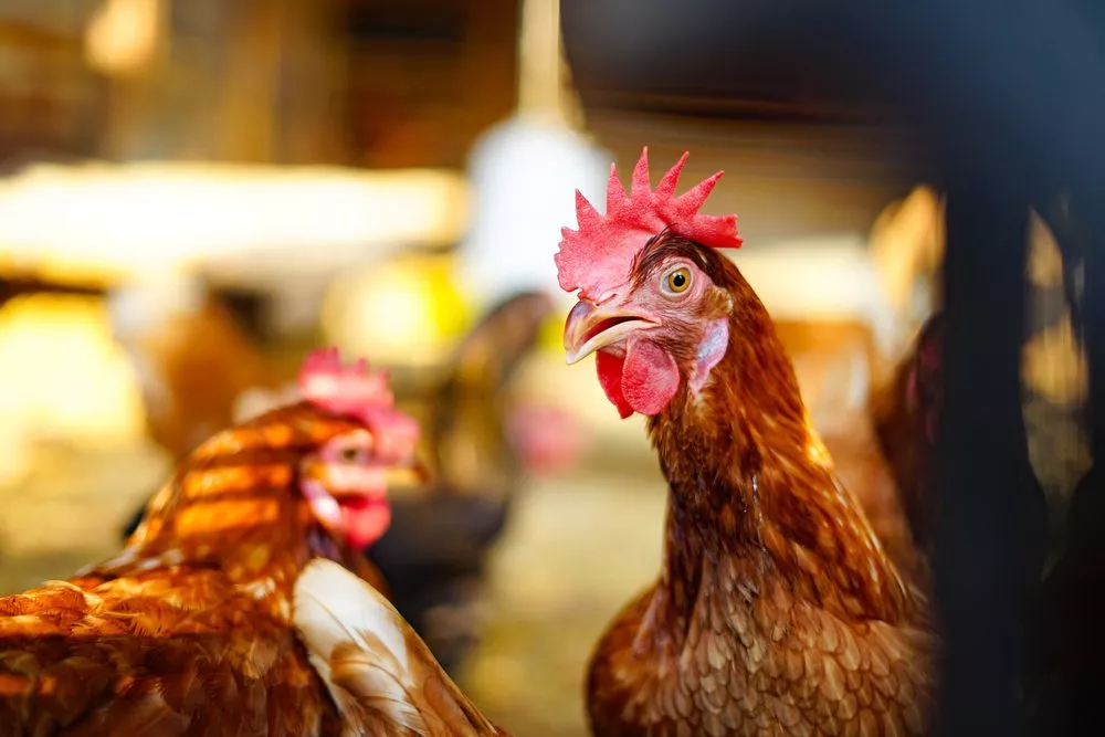 Gok gok: Mennesker kan afkode, om høns er glade eller utilfredse