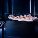 Dinosauræg er blevet CT-skannet