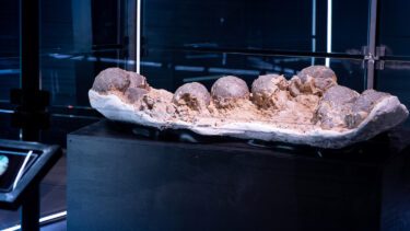 Dinosauræg er blevet CT-skannet