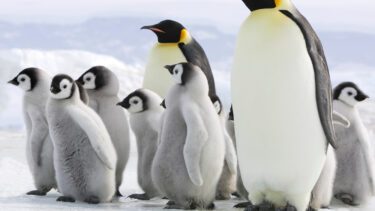 Familie af kejserpingviner