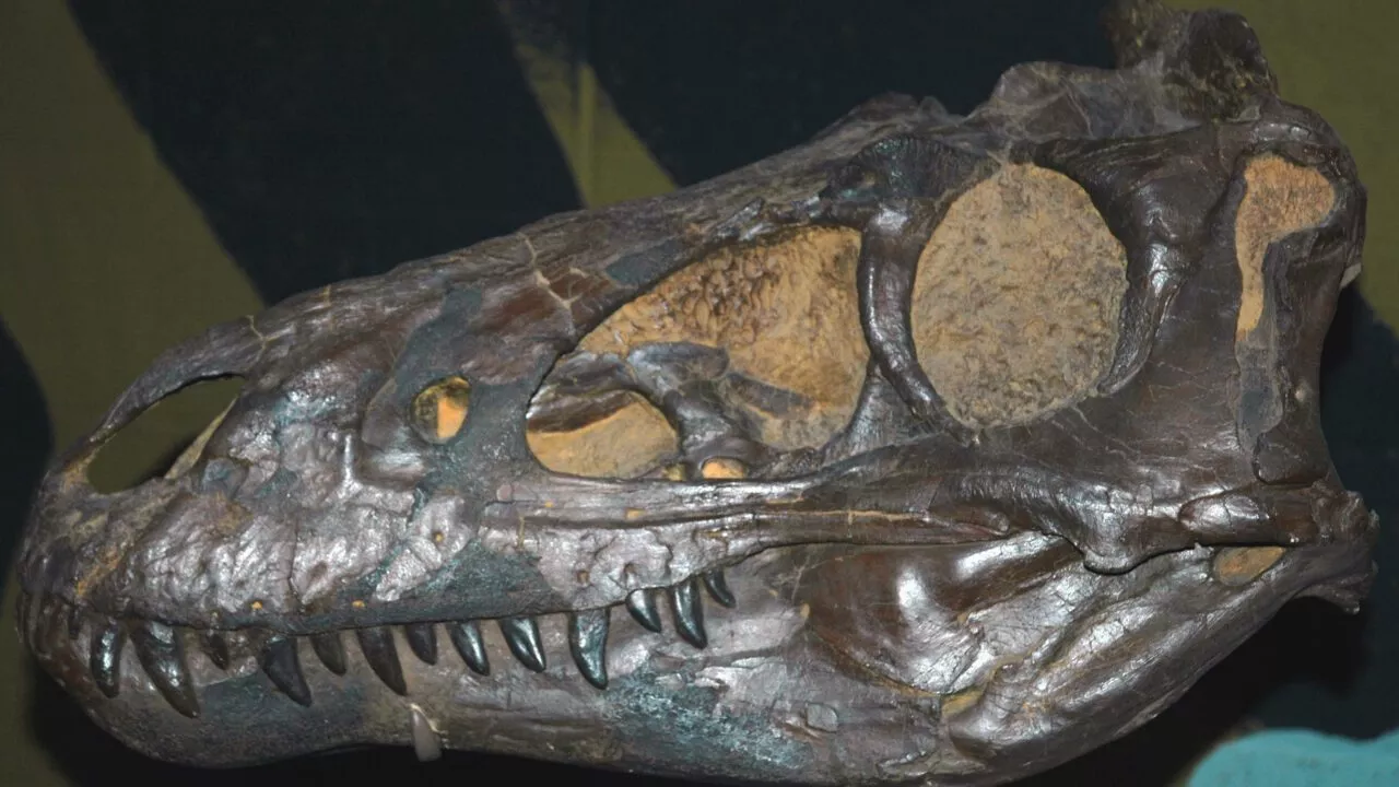 Nanotyrannus kranium