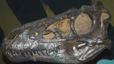 Nanotyrannus kranium