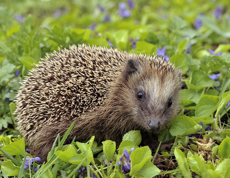 Nærbillede af et europæisk pindsvin