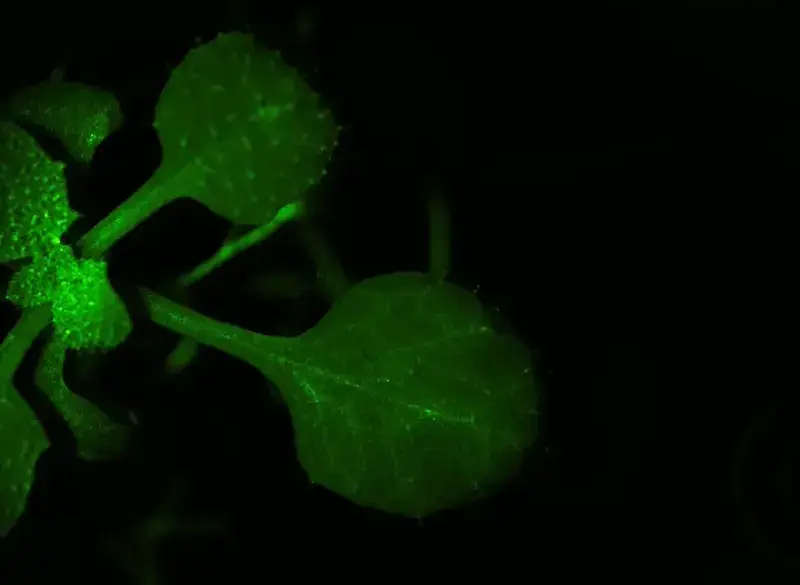 planter kommunikerer