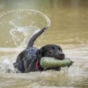 Sort labrador henter dummy i vand, mens den logrer