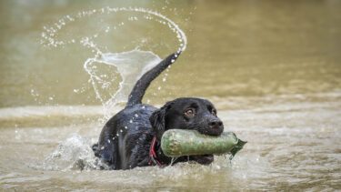 Sort labrador henter dummy i vand, mens den logrer
