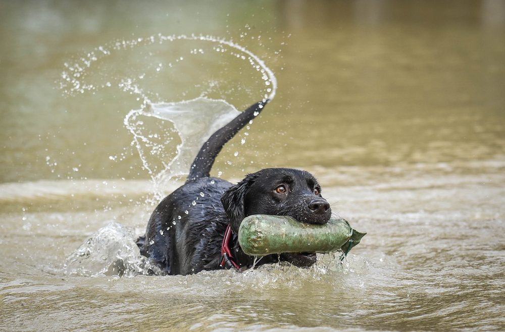 Sort labrador henter dummy i vand, mens den logrer