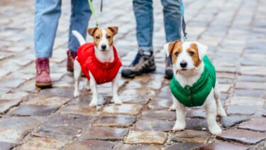 To hunde står ved fødderne af deres ejere, hundene har vinterjakker på
