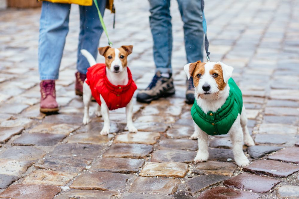 To hunde står ved fødderne af deres ejere, hundene har vinterjakker på