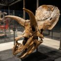 Triceratopskraniet 'Amalie' vejer et halvt ton og er 68 millioner år gammelt. (Kilde: Evolutionsmuseet Knuthenborg)