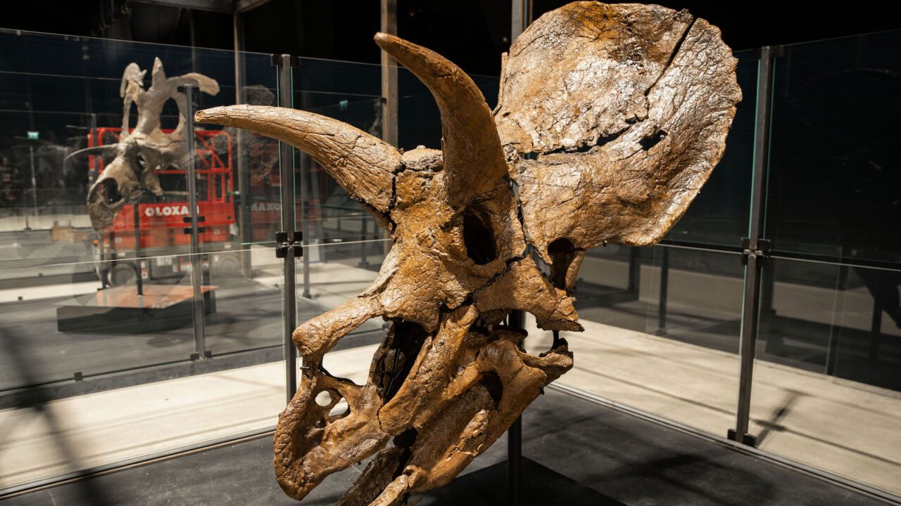 Triceratopskraniet 'Amalie' vejer et halvt ton og er 68 millioner år gammelt. (Kilde: Evolutionsmuseet Knuthenborg)