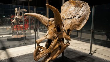 Triceratopskraniet 'Amalie' vejer et halvt ton og er 68 millioner år gammelt. (Kilde: Evolutionsmuseet Knuthenborg)