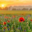 Dansk blomstereng med valmuer i solnedgang