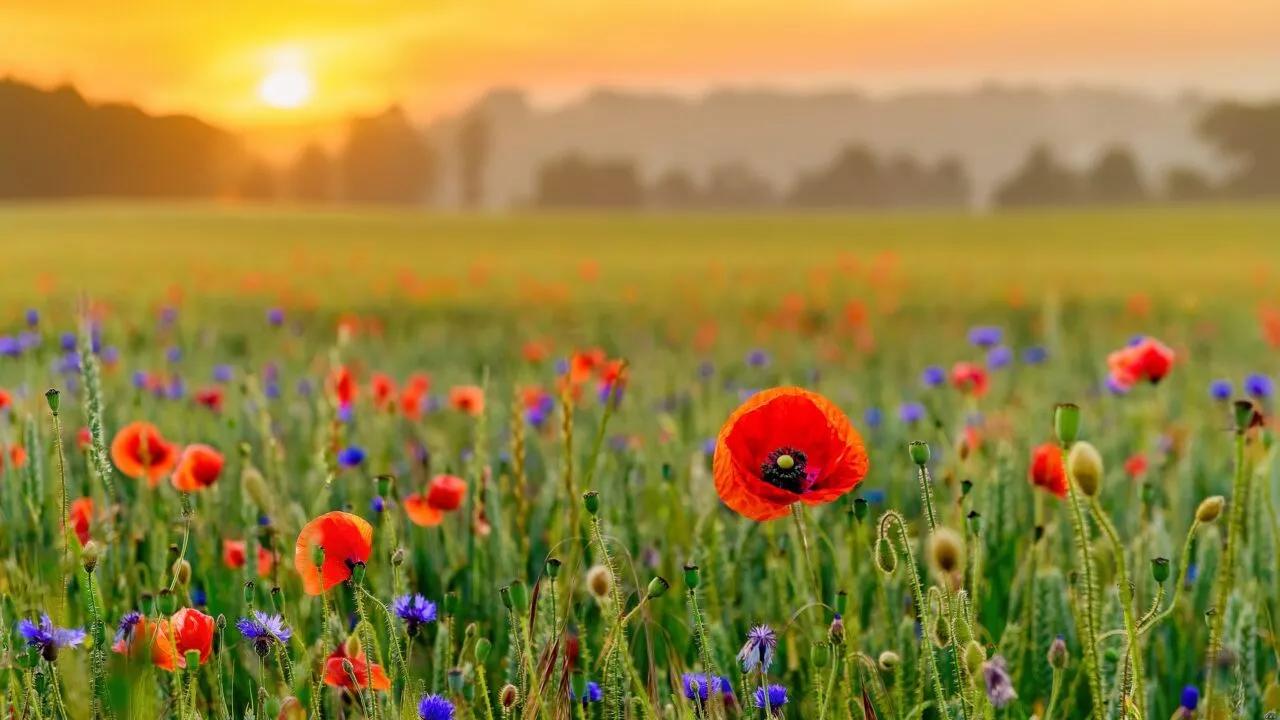 Dansk blomstereng med valmuer i solnedgang