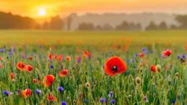 Dansk blomstereng med valmuer i solnedgang