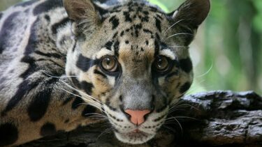 Closeup af Træleopard