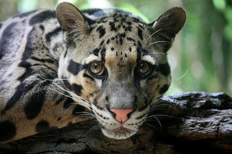 Closeup af Træleopard