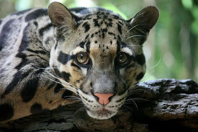 Closeup af Træleopard