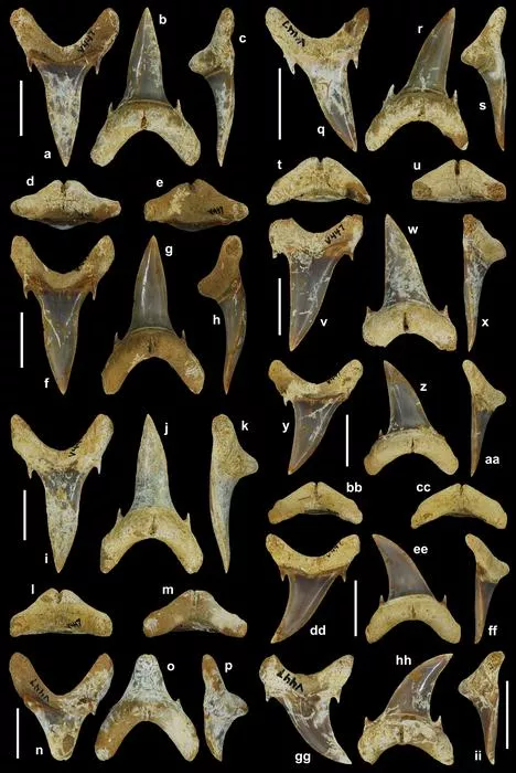 Hajtænder fra Palaeohypotodus bizzocoi på sort baggrund