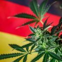 Cannabisplante foran tysk flag