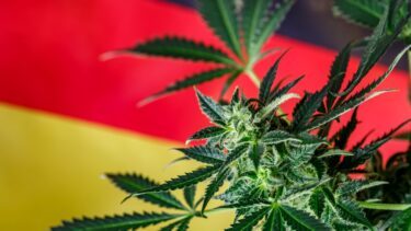 Cannabisplante foran tysk flag