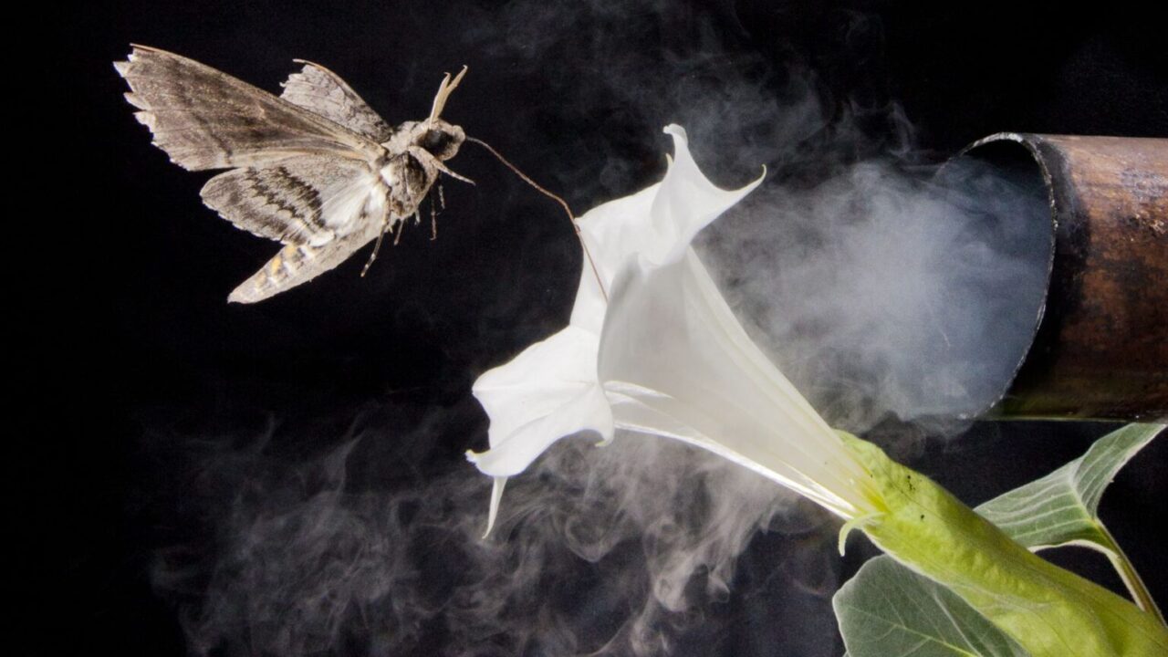 Denne fotoillustration viser en høgmøl, der bevæger sig mod en blomst midt i luften, der bliver omsværmet af røg fra et udstødningsrør