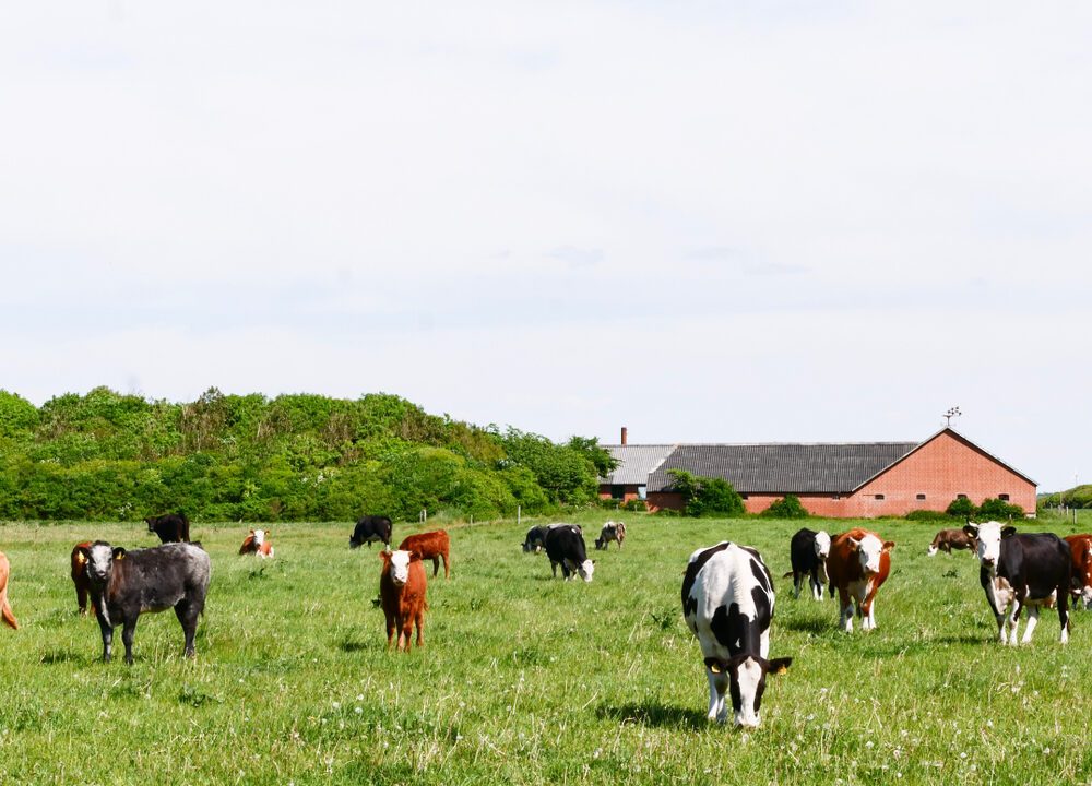 En række køer, der græsser ved en gård i Danmark