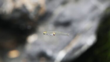 Danionella cerebrum